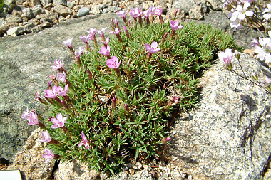 Brockengarten Dianthus alpinus bis Dianthus webbianus (Bilder/Photos)